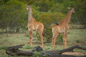 Two young giraffes in the african bush
