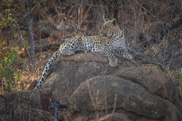 Leopard sitting on a rock