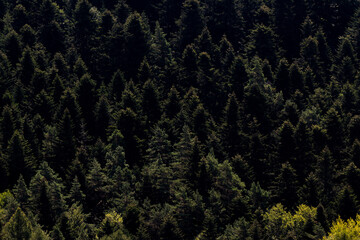 green forest background