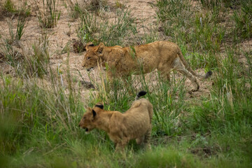 Lions walking in a dry riverbend