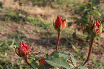 red colored rose plant on farm