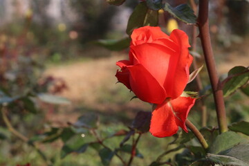 red colored rose plant on farm