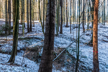 Fototapety na wymiar - Fototapeta24.pl