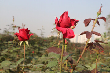 red colored rose plant on farm