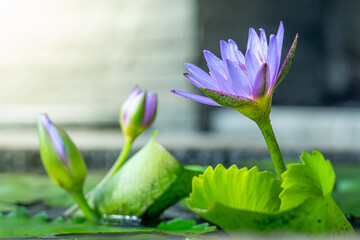 The egyptian lotus (Nymphaea nouchali var. caerulea), Also known as: Frog's pulpit, Blue Egyptian lotus, Sacred blue lily of the Nile, Sacred blue lily photographed while blooming in a wide pots