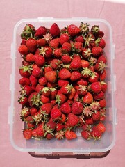 Freshly Picked Strawberries in a Transparent Box on a Pink Background