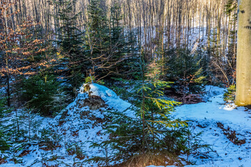 Landscapes - Forest - Europe, Romania, Suceava region 
