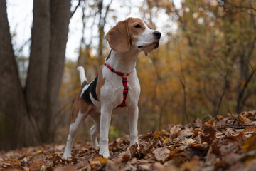 Beagle puppy in autumn forest looks into the distance