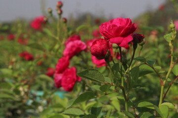 red colored rose plant on farm