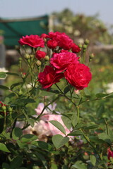 red colored rose plant on farm