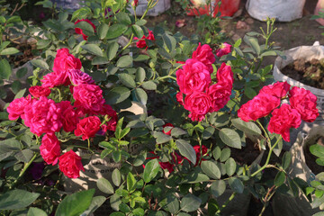 red colored rose plant on farm