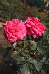 red colored rose plant on farm