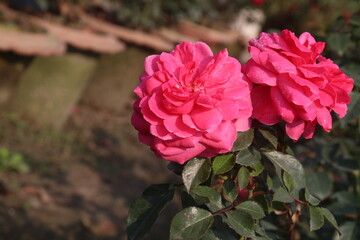 red colored rose plant on farm