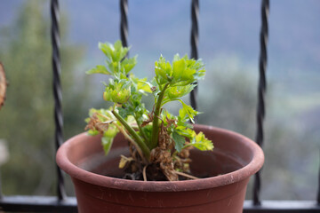 Dried Celery Leaves Conveying the Struggle of a Sick Plant