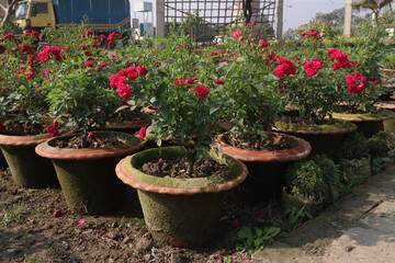 red colored rose plant on farm