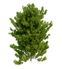 Taxus baccata is a species of evergreen tree in the family Taxaceae, it may be referred to as common yew. Spring version. Isolated on transparent background for composition.