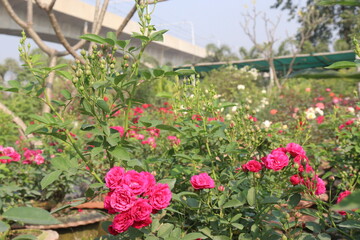 red colored rose plant on farm