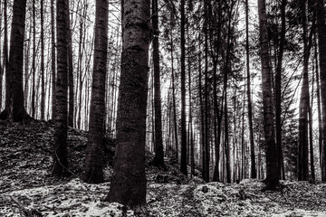 Fototapety na wymiar - Fototapeta24.pl