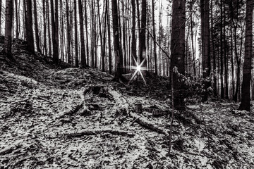 Landscapes - Forest - Europe, Romania, Suceava region 