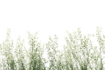 Grasses Sway Gently in Breeze, Nature's Serenity