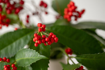 Nandina and Senryo.
A lucky plant that is decorated for New Year’s in Asia.
