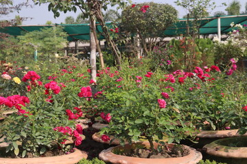 red colored rose plant on farm
