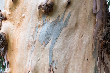 Eucalypt trunk with layer of the fresh bark close-up