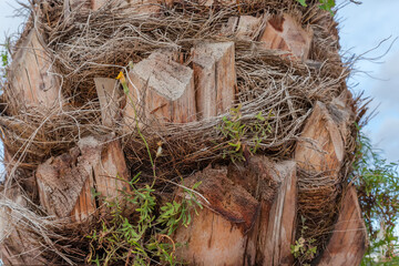Part of palm tree trunk with cut stems close-up