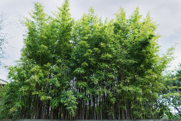 Small bamboo thickets against the cloudy sky, bottom view