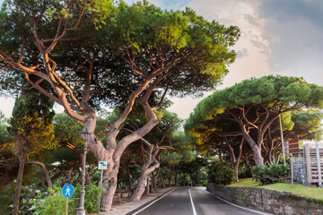 Old stone pines growing along the road in public park