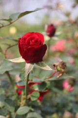 red colored rose plant on farm