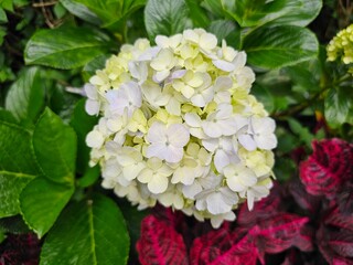 Hydragea macrophylla, a shrubby colorful flowering plant. Flower plants that can decorate parks and tourist attractions.
