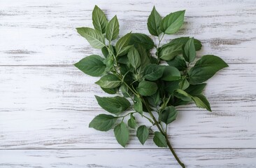 a variety of fresh herbs like basil and parsley