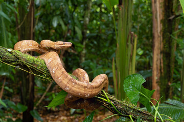 Corallus annulatus, known as the ringed tree boa, annulated tree boa, and northern annulated tree boa on a branch in its natural rainforest habitat.