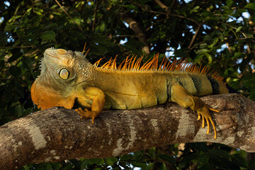 Green iguana (Iguana iguana), also known as the American or the common green iguana. Large male...