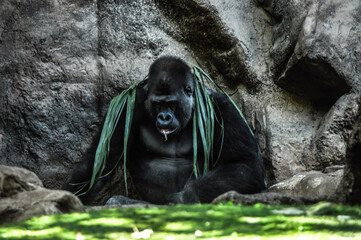 Gorilla is wandering in the zoo