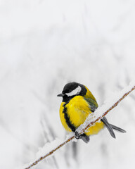 Close up Yellow Tit bird sits on snow-covered Branch, winter Scenic photography, bright small wild tit bird. Light white snowy blurred background, tranquil and beautiful winter atmosphere, copy space