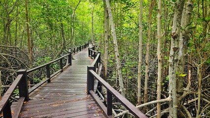 Fototapeta premium Wooden bridge walk way in mangrove forest landscape at nation coastal park.