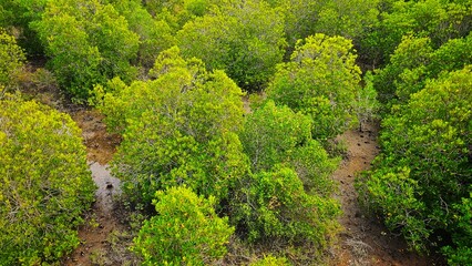 Growing up mangrove trees on mud floor in nattion coastal park landscape.