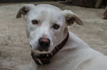 Obraz premium Portrait of old white dog