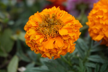 Clear texture of marigold flowers in winter season. 