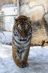 Siberian tiger in the zoo during winter time. Tiger on show. 