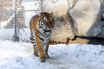 Siberian tiger in the zoo during winter time. Tiger on show. 