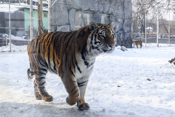 Siberian tiger in the zoo during winter time. Tiger on show. 