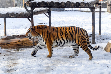 Siberian tiger in the zoo during winter time. Tiger on show. 
