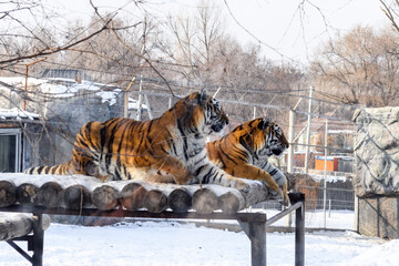 Siberian tiger in the zoo during winter time. Tiger on show. 