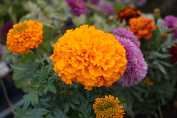 Clear texture of marigold flowers in winter season. 