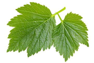 Vibrant Green Leaf Close Up, Nature's Beauty