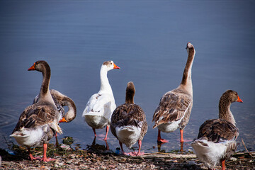 Group of ducks