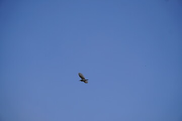 A beautiful Egret is flying in the sky.